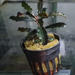 Bucephalandra Kedagang | Pot