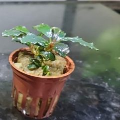 Bucephalandra sp. Rood | Pot
