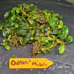 Bucephalandra clump boyan mini