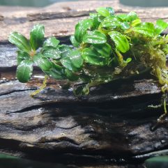 Bucephalandra  brownie mini